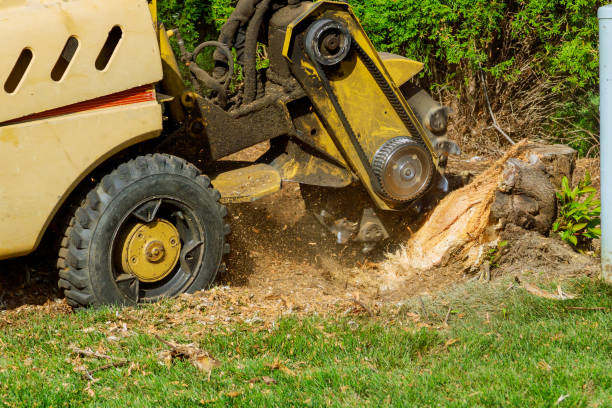 Best Tree Removal for Businesses  in Pacific Grove, CA